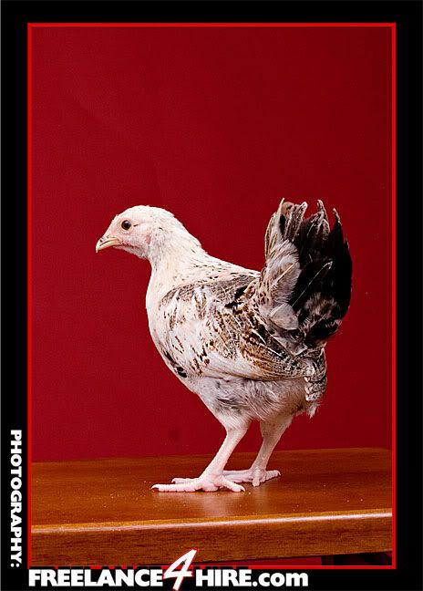 Dec08Chickens4850LRlogo.jpg