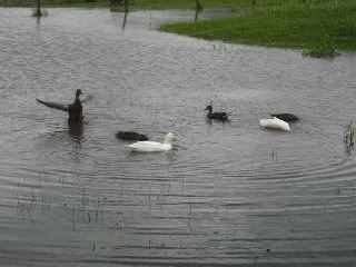 ducks09011.jpg