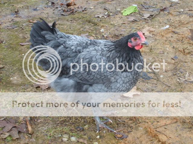 1-21-10flock015.jpg