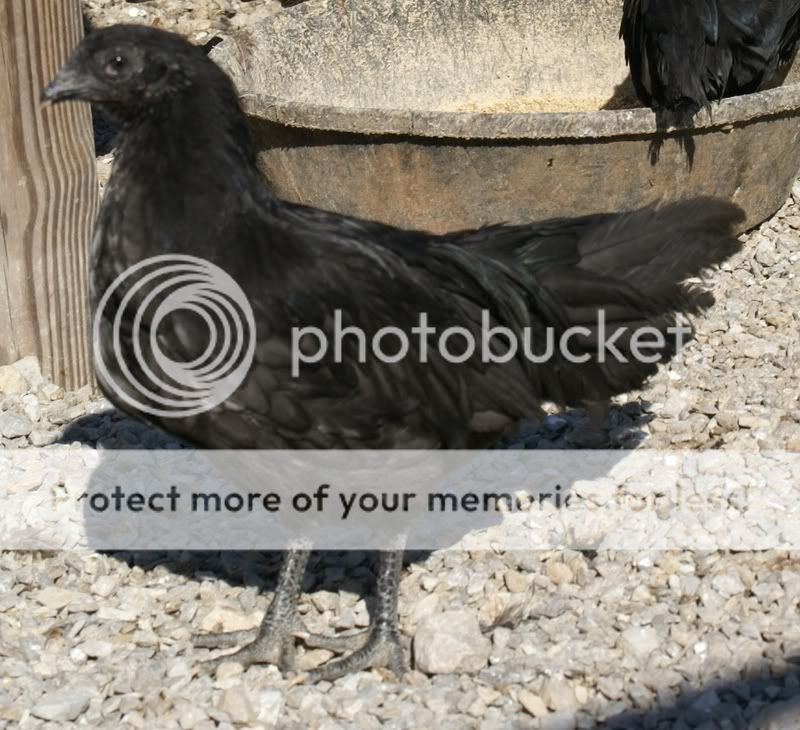 darkblu.jpg
