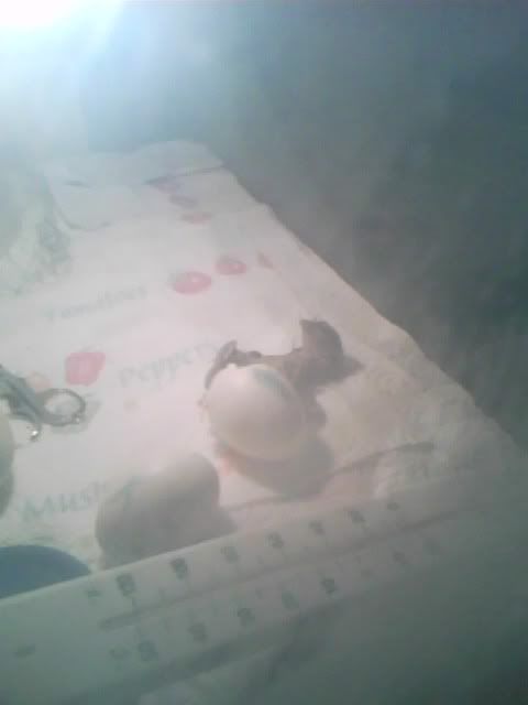 IMG0290A.jpg
