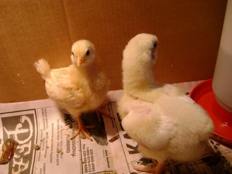 Chicks.jpg