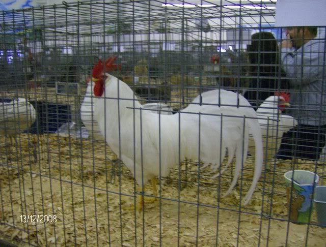 StocktonShow1-12-08009.jpg