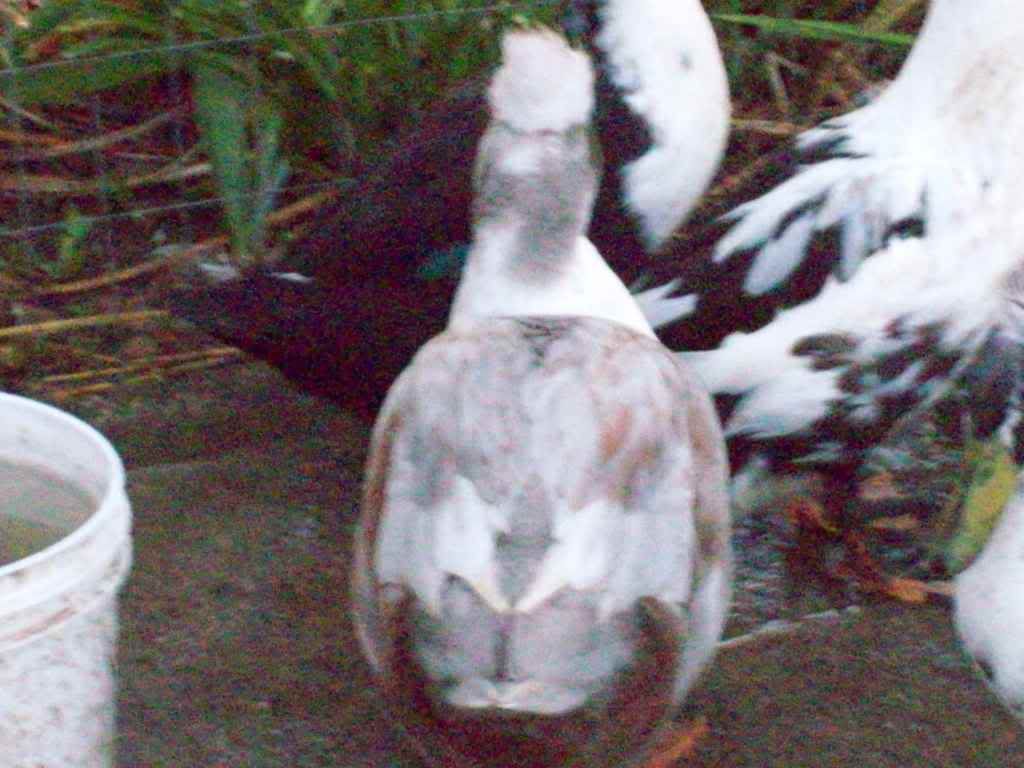 Mypics3-08-2011006.jpg