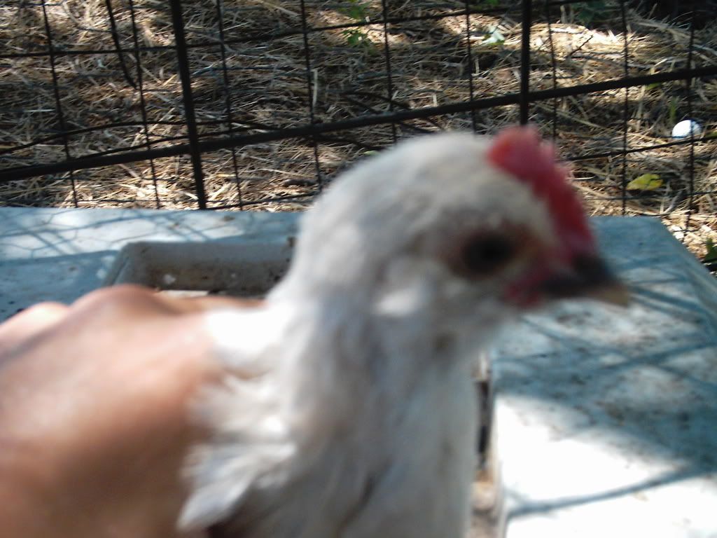 animals015.jpg
