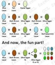 a63a047560555c3bf069e2429ef93716--egg-shells-duck-duck.jpg