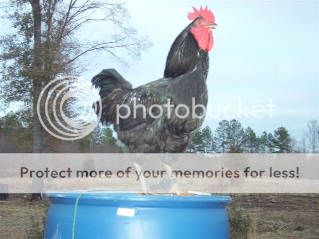 jan2011a009.jpg