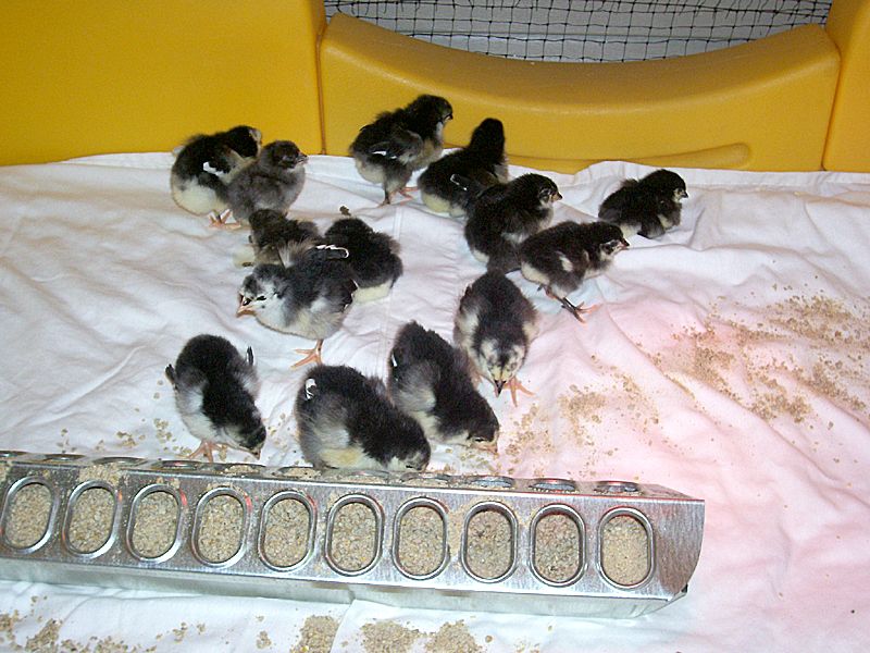 Snoozer15chix.jpg