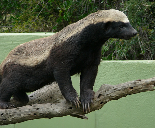 honey-badger-2.jpg