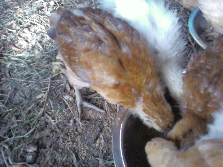 eating.jpg