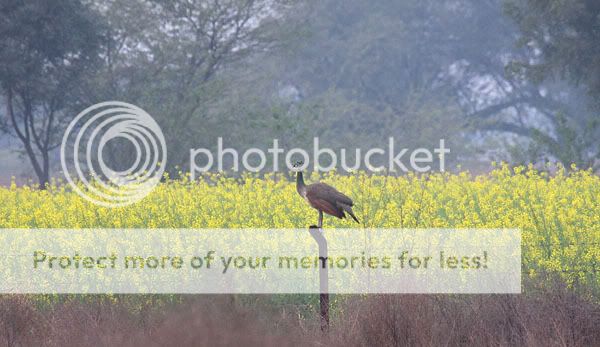 nestingpeahen.jpg