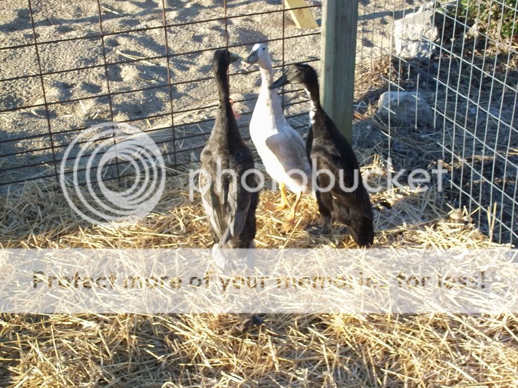 birdpictures061.jpg