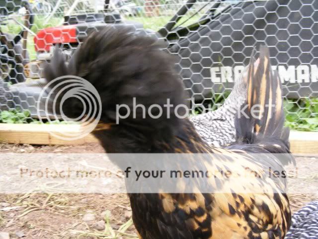 NewfuzzysandBantys036.jpg