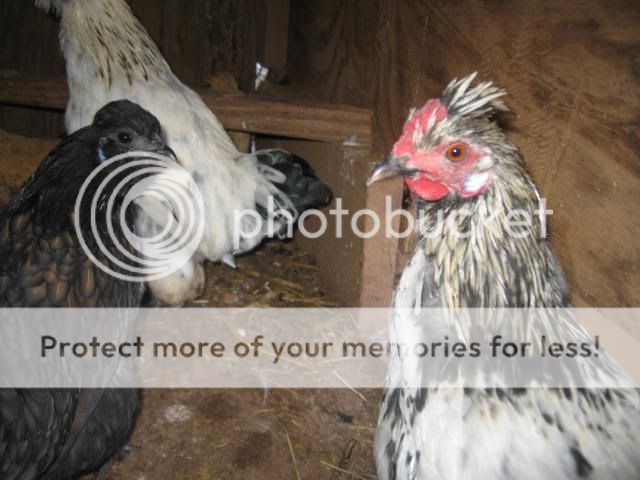 Chickens023.jpg