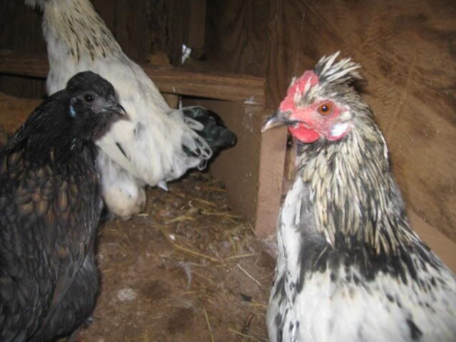 Chickens023.jpg