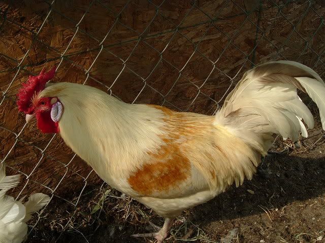 chickens025.jpg