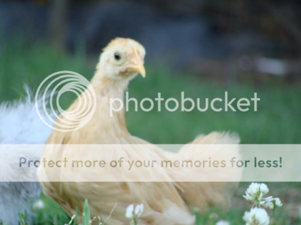 ChickPicks1979.jpg