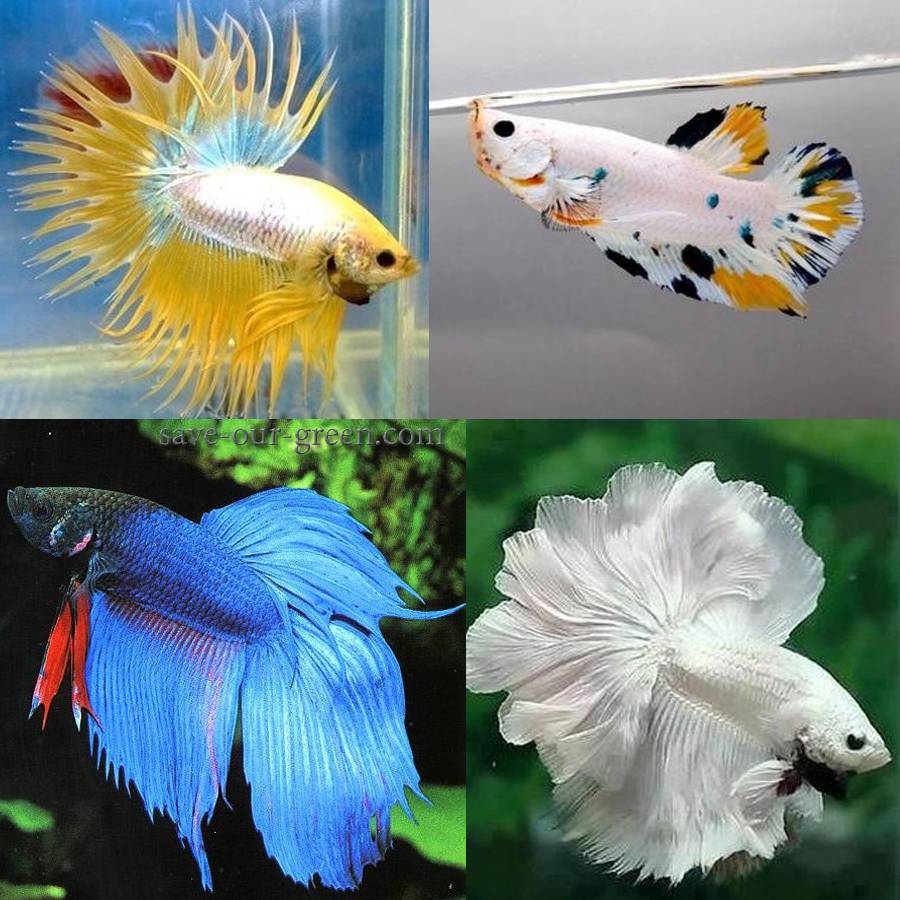 betta3.jpg