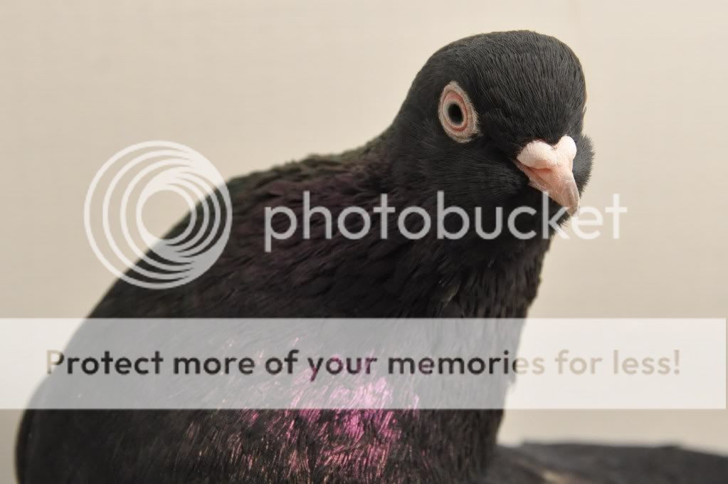 DSC_6866.jpg