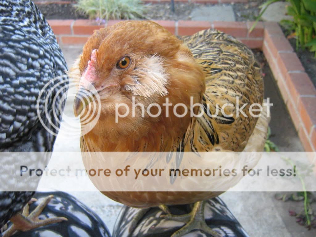 NewChickensAugust10th2010014.jpg