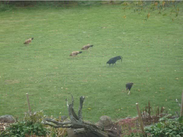 free_range.jpg