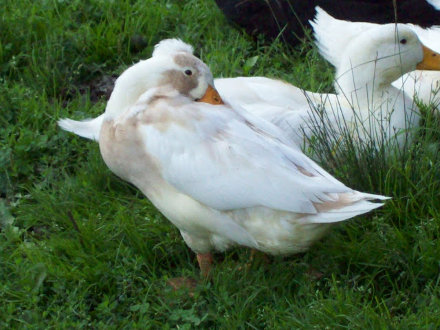 100_4170.JPG