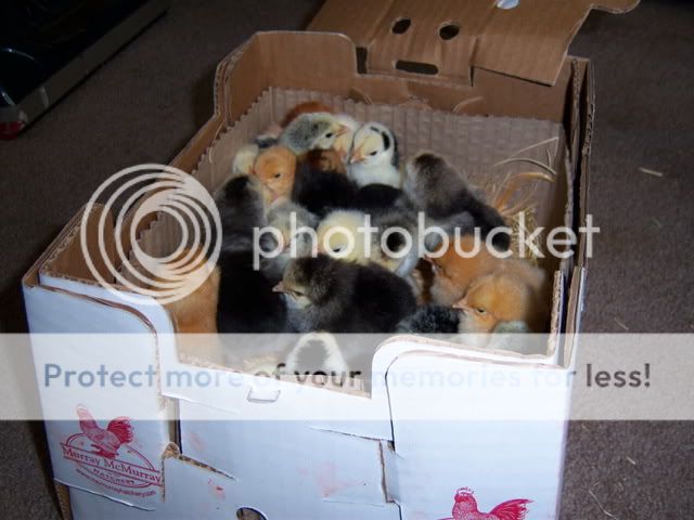 FuzzyButts003.jpg