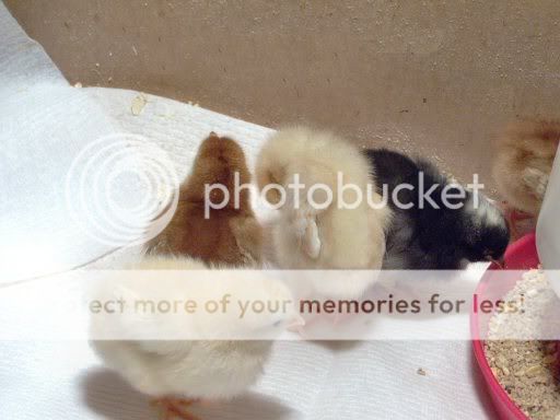 newbabies1dayold020.jpg