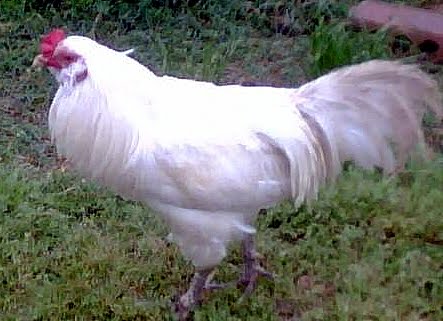 45915_005.jpg