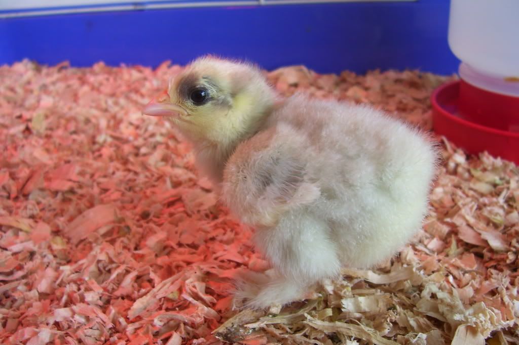 cochinfrizzle2.jpg