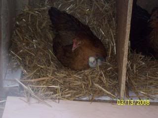 chick1.jpg