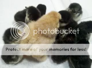 2011-05-19_12-17-36_391.jpg