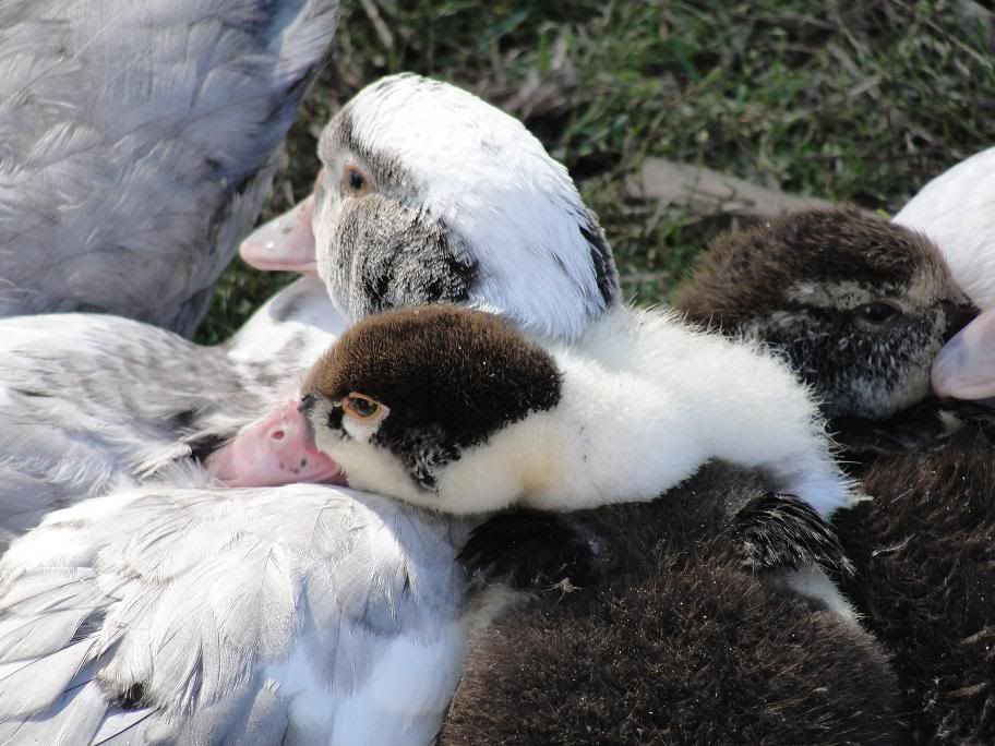 babyduck.jpg