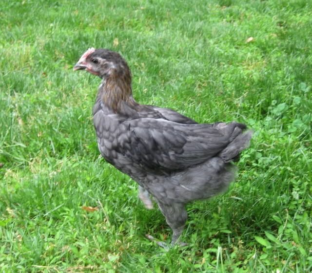 bluecmcock5.jpg