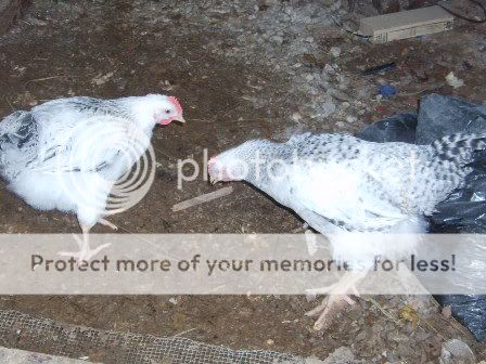 1-21-10flock081.jpg