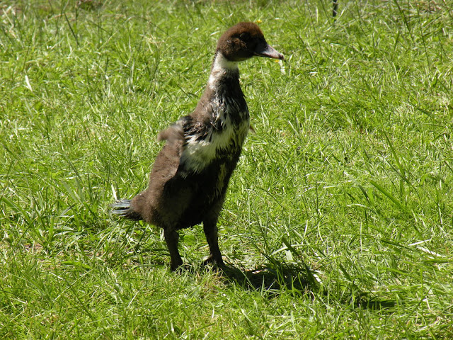 DSCN3567.JPG