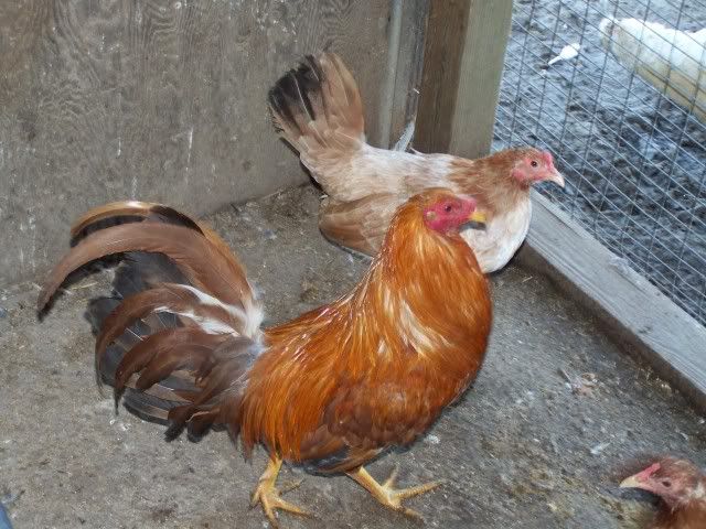 chicken039.jpg