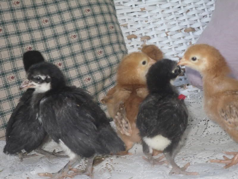pullets4.jpg