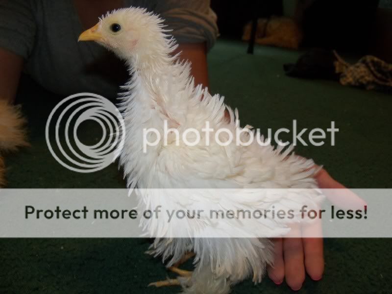 5weekchick032.jpg