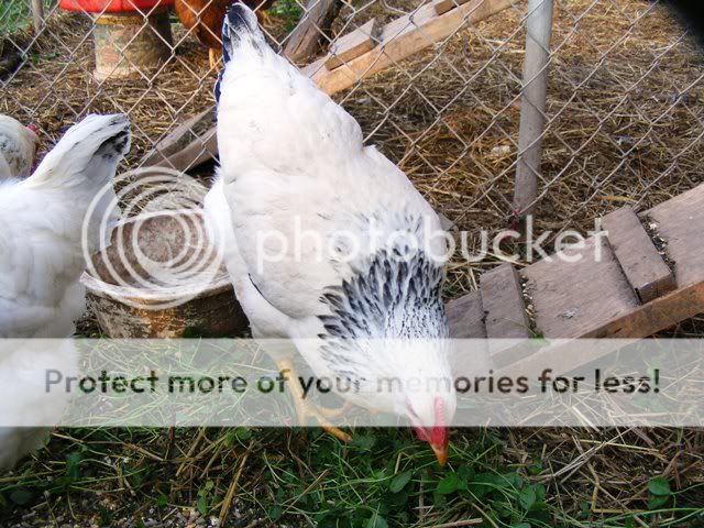 Chicksandothers033.jpg