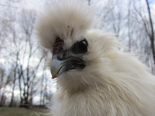 silkiechicken.png