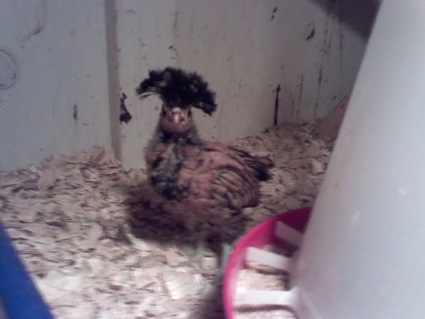 afrochick.jpg