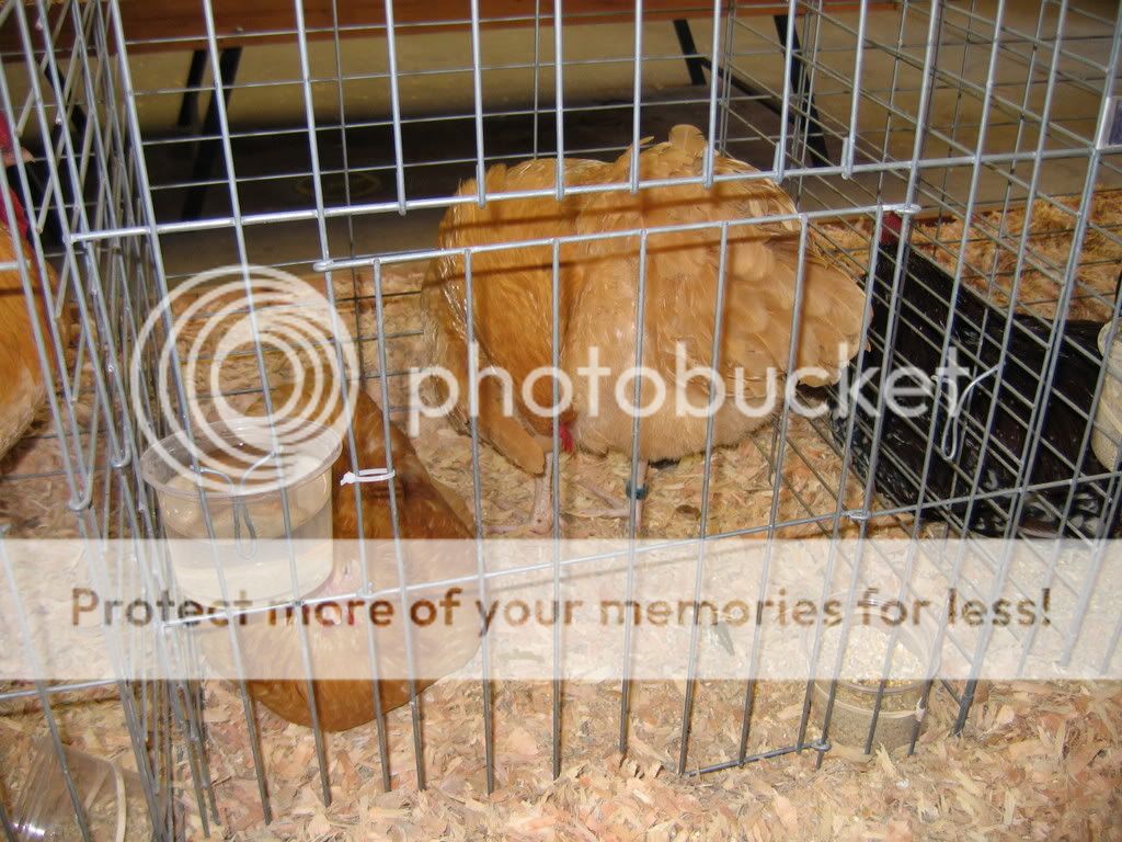 IMG_1089.jpg