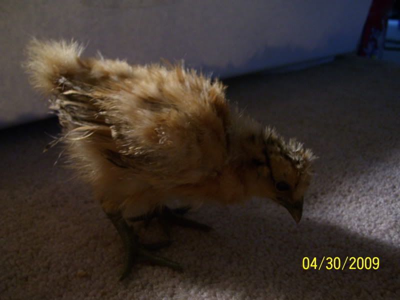 chickpics012.jpg
