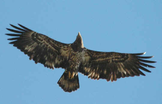 Birdli109.jpg