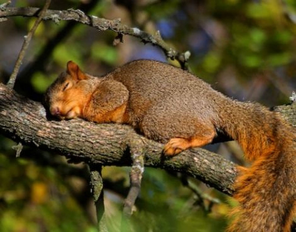 squirrel-tired-humor-09-17-09.jpg