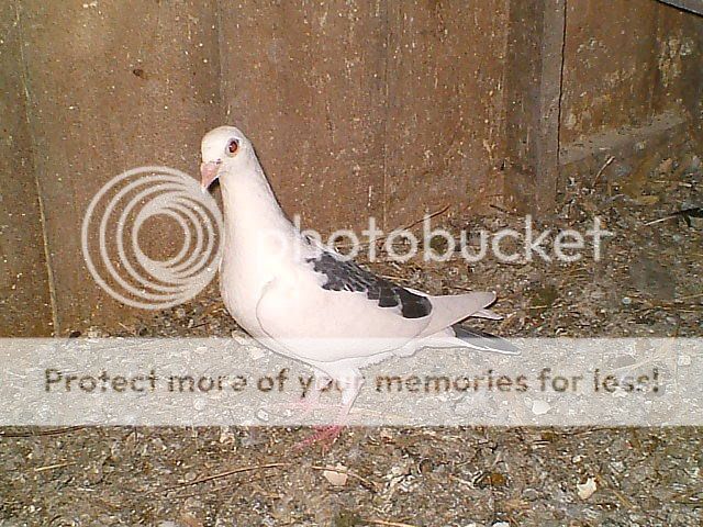 DSCF3255.jpg