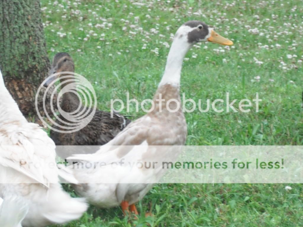 Picture002.jpg