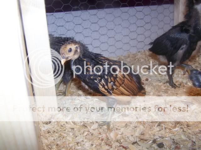 Orderhatched016.jpg