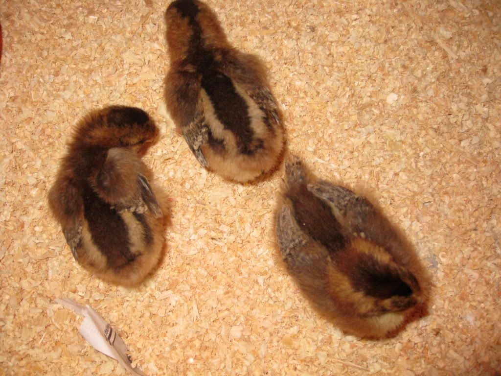 IMG_3559.jpg